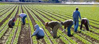 Farm Worker Jobs in Canada with Visa Sponsorship